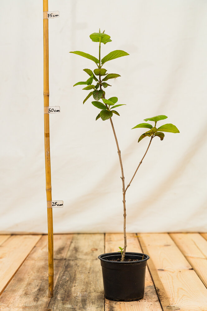 Kalina siripútková 45 - 70 cm, kont. Viburnum opulus