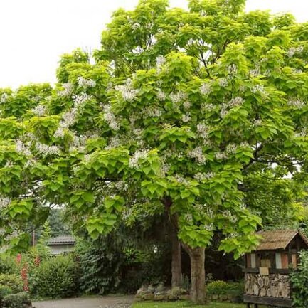 Katalpa bignóniovitá 200+ cm hrotiak Catalpa bignonia