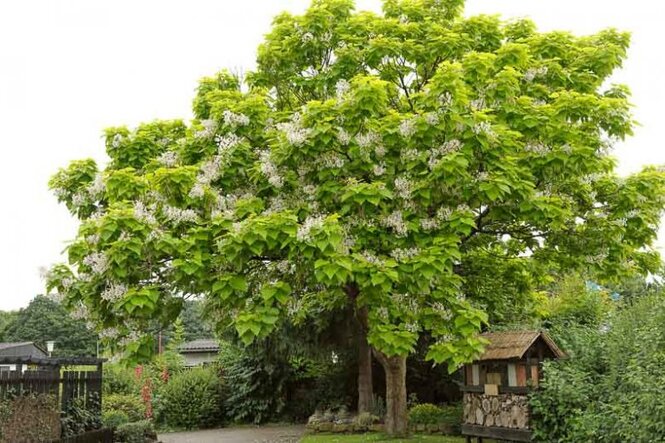 Katalpa bignóniovitá 200+ cm hrotiak Catalpa bignonia