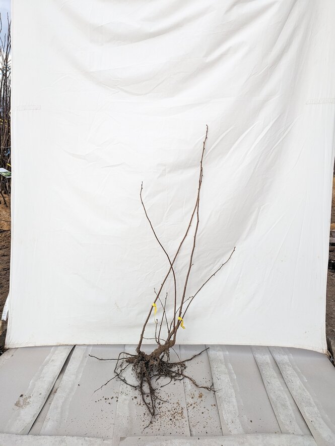 Lieska Hallská obrovská 100+ cm Corylus avellana