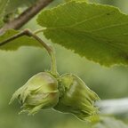 Lieska Hallská obrovská 100+ cm Corylus avellana