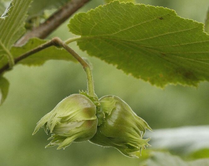 Lieska Hallská obrovská, podp. lieska turecká štepená do korunky, 160 - 189 cm kmeň+koruna Corylus avellana