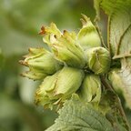 Lieska Lombardská biela 50 - 80 cm, kont. Corylus maxima