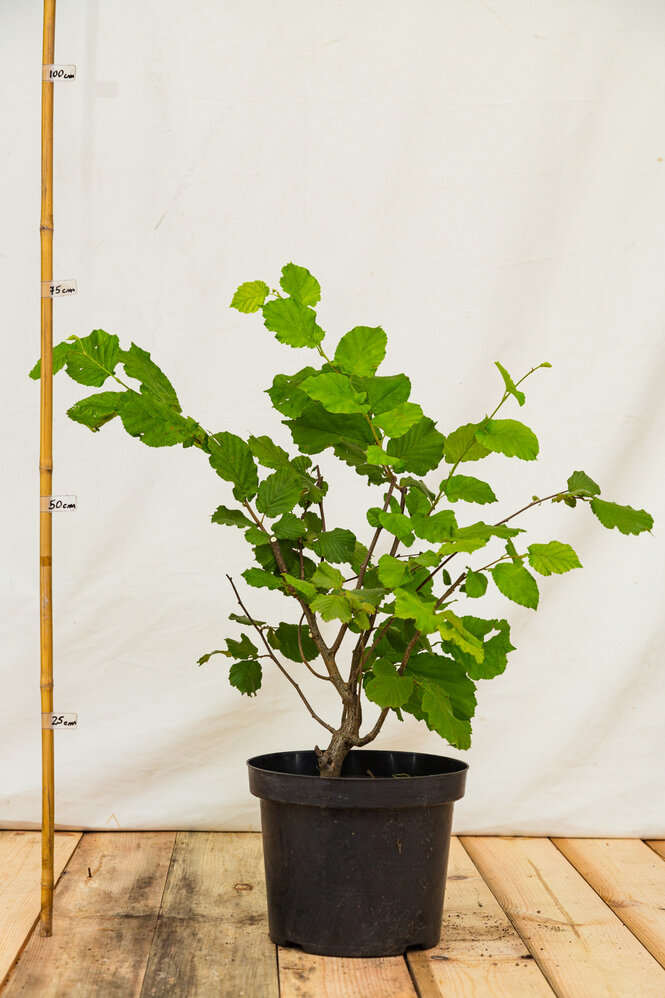 Lieska Lombardská biela 50 - 80 cm, kont. Corylus maxima