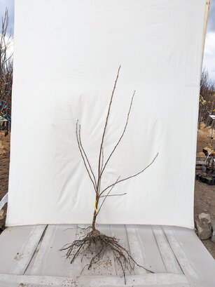 Lieska Nottingham 130 - 170 cm Corylus maxima