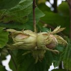 Lieska Nottingham 130 - 170 cm Corylus maxima