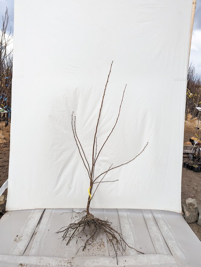 Lieska Nottingham 130 - 170 cm Corylus maxima