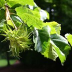 Lieska turecká 140 - 170 cm hrotiak Corylus colurna