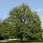 Lieska turecká 140 - 170 cm hrotiak Corylus colurna