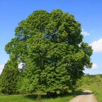 Lipa veľkolistá 140 - 170 cm hrotiak Tilia platyphyllos