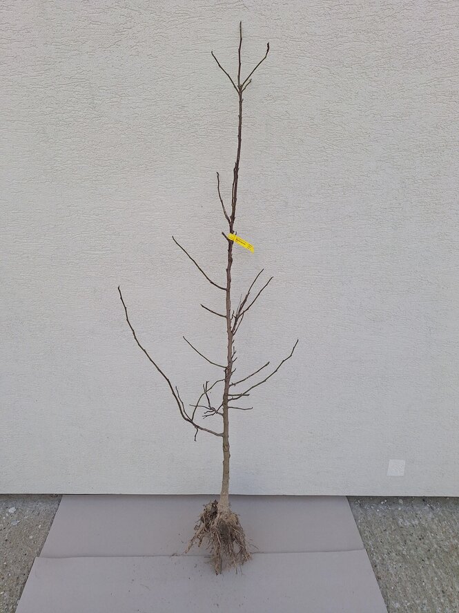 Magnólia japonská 150 cm hrotiak Magnolia kobus