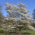 Magnólia japonská 150 cm hrotiak Magnolia kobus