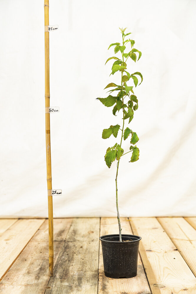 Malinočernica Boysenberry 50 cm, kont.