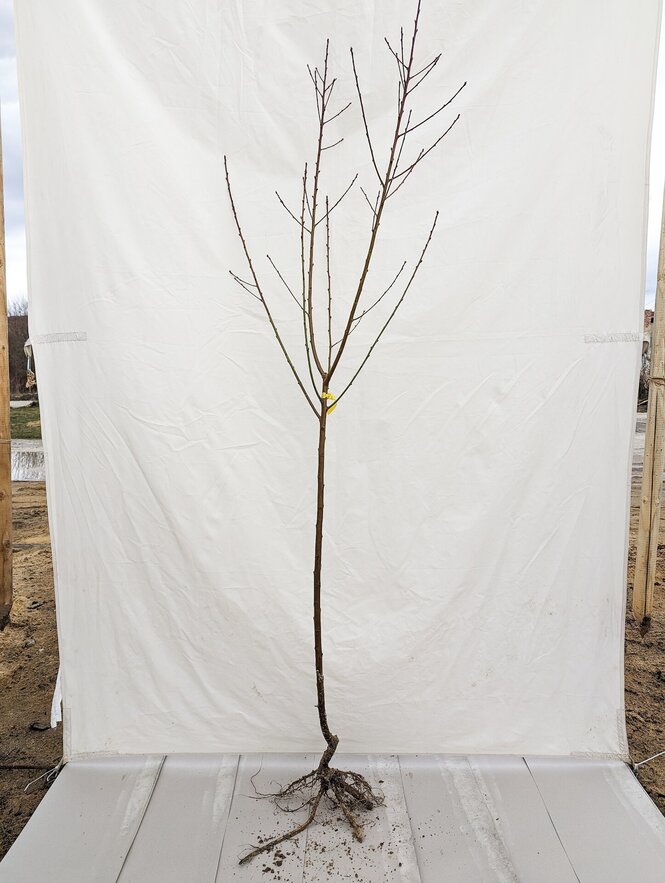 Mandľa Tétényi Rekord, podp. broskyňomandľa, 80 - 129 cm kmeň+koruna