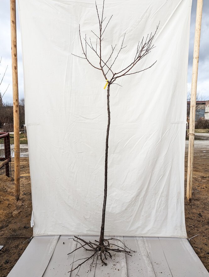 Marhuľa Lejuna, podp. slivka, štepené do koruny, 130 - 150 cm kmeň+koruna