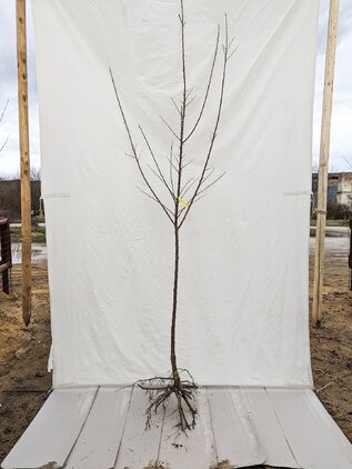 Marhuľa Vesna, podp. zelená ringlóta, 80 - 110 cm kmeň+koruna