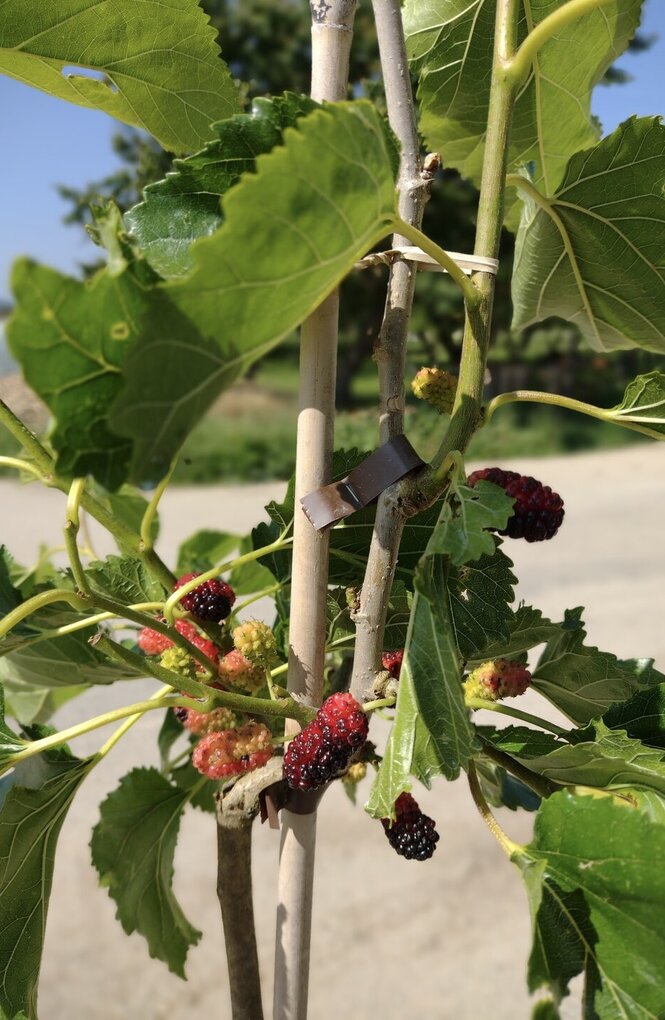 Moruša (Morus alba) Veľkoplodá čierna, podp. moruša biele semenáč, 130 - 150 cm kmeň + koruna Airpot 21l