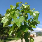 Moruša (Morus alba) Veľkoplodá čierna, podp. moruša biele semenáč, 130 - 150 cm kmeň + koruna Airpot 47l