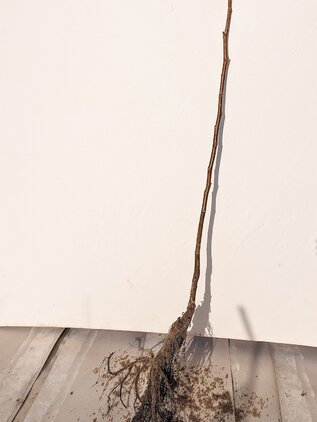 Orech kráľovský Saturn, podp. orech kráľ.semenáč, 50 - 90 cm hrotiak