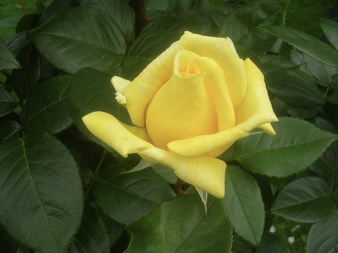 Ruža Landora 35 - 55 cm, kont.