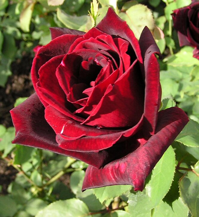 Ruža Papa Meilland 35 - 55 cm, kont.