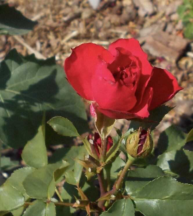 Ruža Queen of Bermuda 35 - 55 cm, kont.