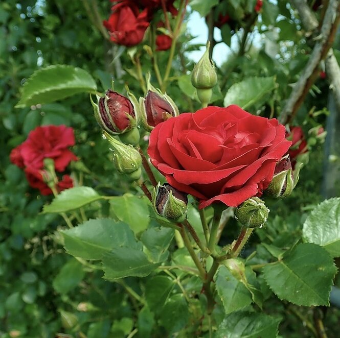 Ruža Sympathia 35 - 55 cm, kont.
