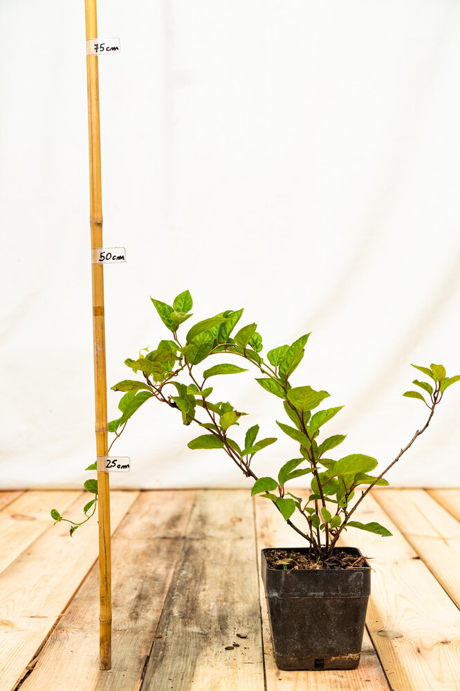 Schizandra čínska 20 - 30 cm, kont.