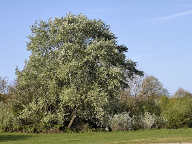 Topoľ biely 250 - 300 cm hrotiak Populus alba