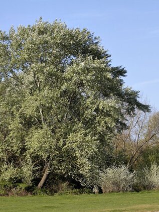 Topoľ biely 250 - 300 cm hrotiak Populus alba