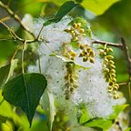 Topoľ čierny 140 - 170 cm hrotiak Populus nigra