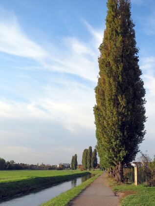 Topoľ čierny 140 - 170 cm hrotiak Populus nigra