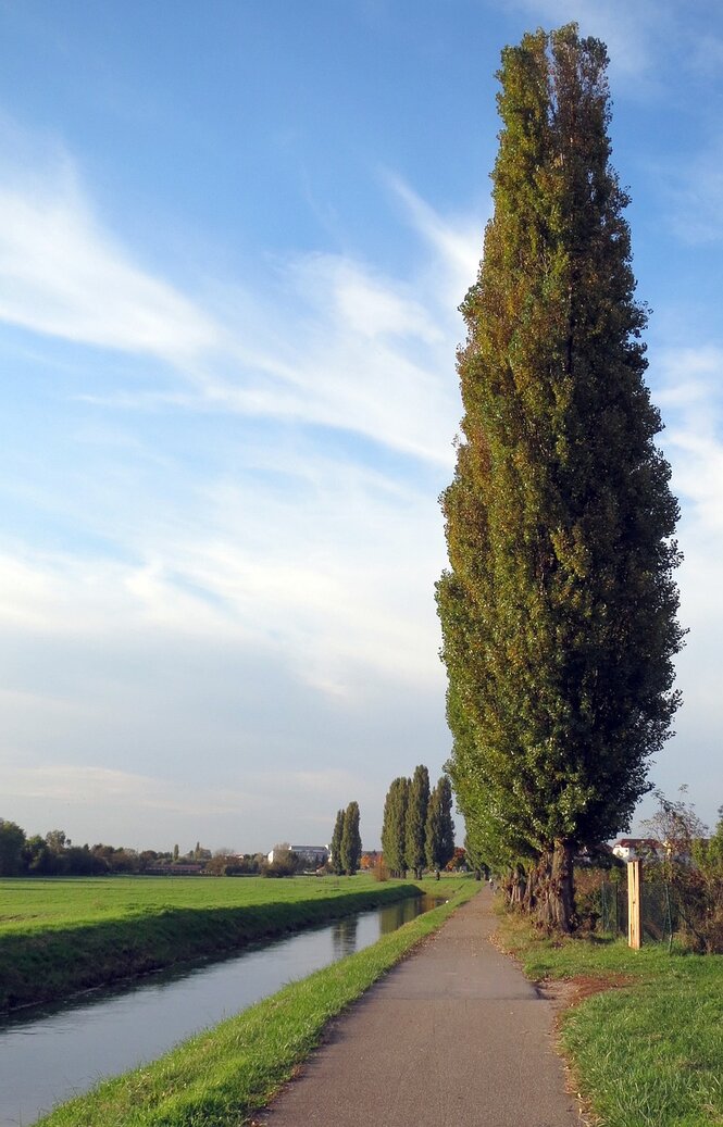 Topoľ čierny 140 - 170 cm hrotiak Populus nigra